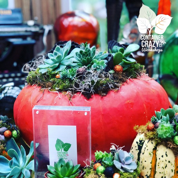 A Succulents Pumpkin C Testa Copywrite_0002