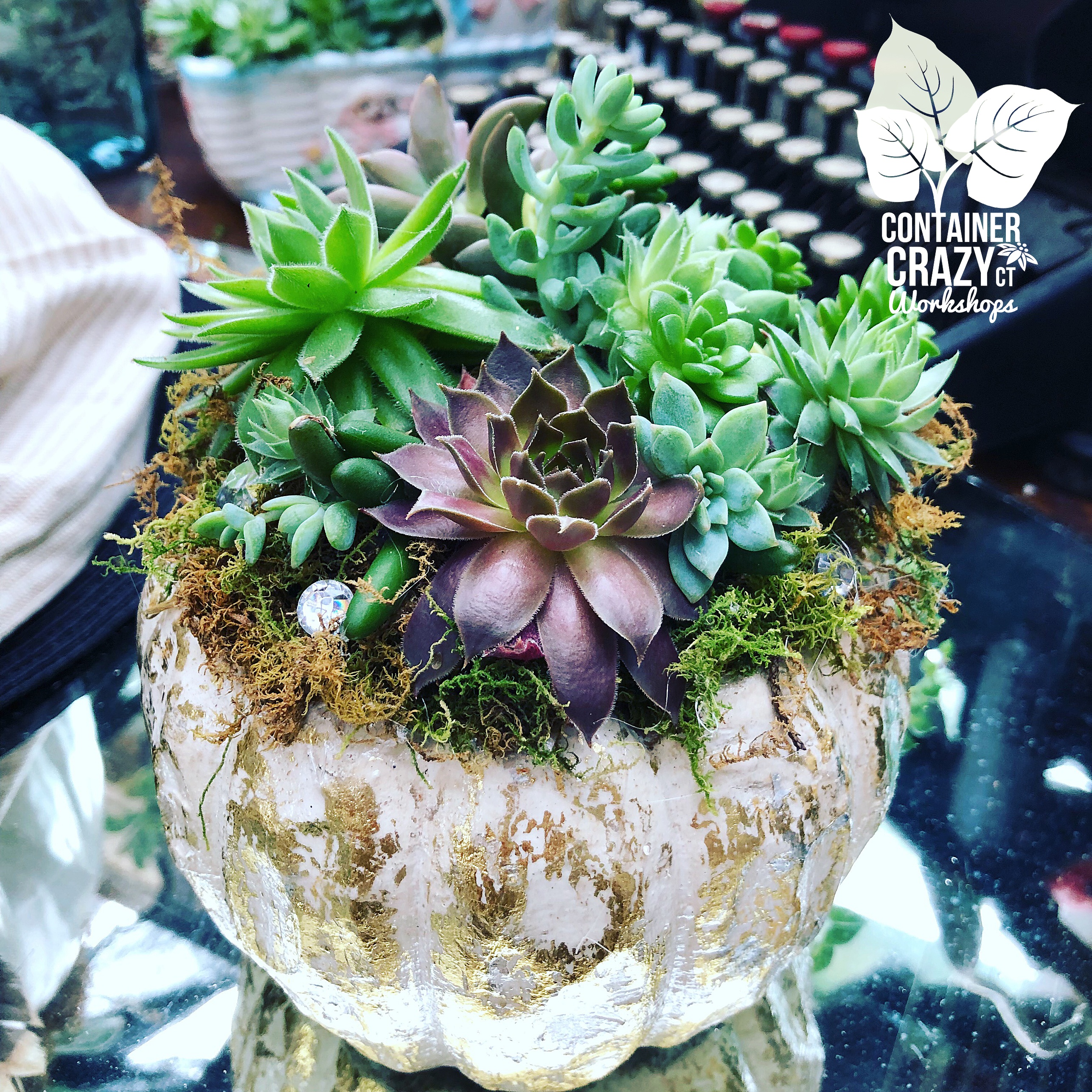 A Succulents Pumpkin C Testa Copywrite_0004