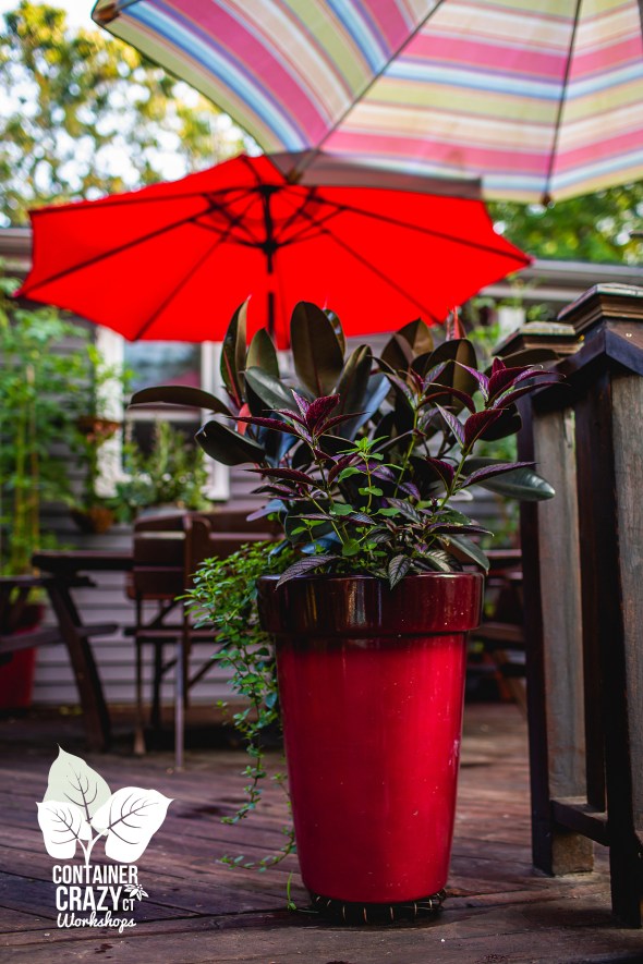 Persian Shield by C Testa Copywrite_0002