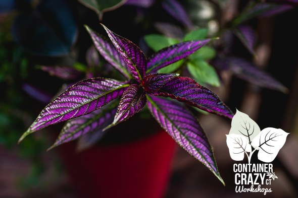 Persian Shield by C Testa Copywrite_0003