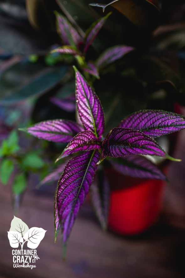 Persian Shield by C Testa Copywrite_0005