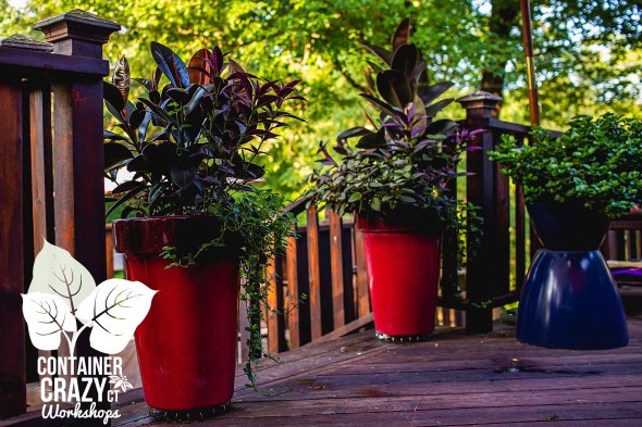 Persian Shield by C Testa Copywrite_0007