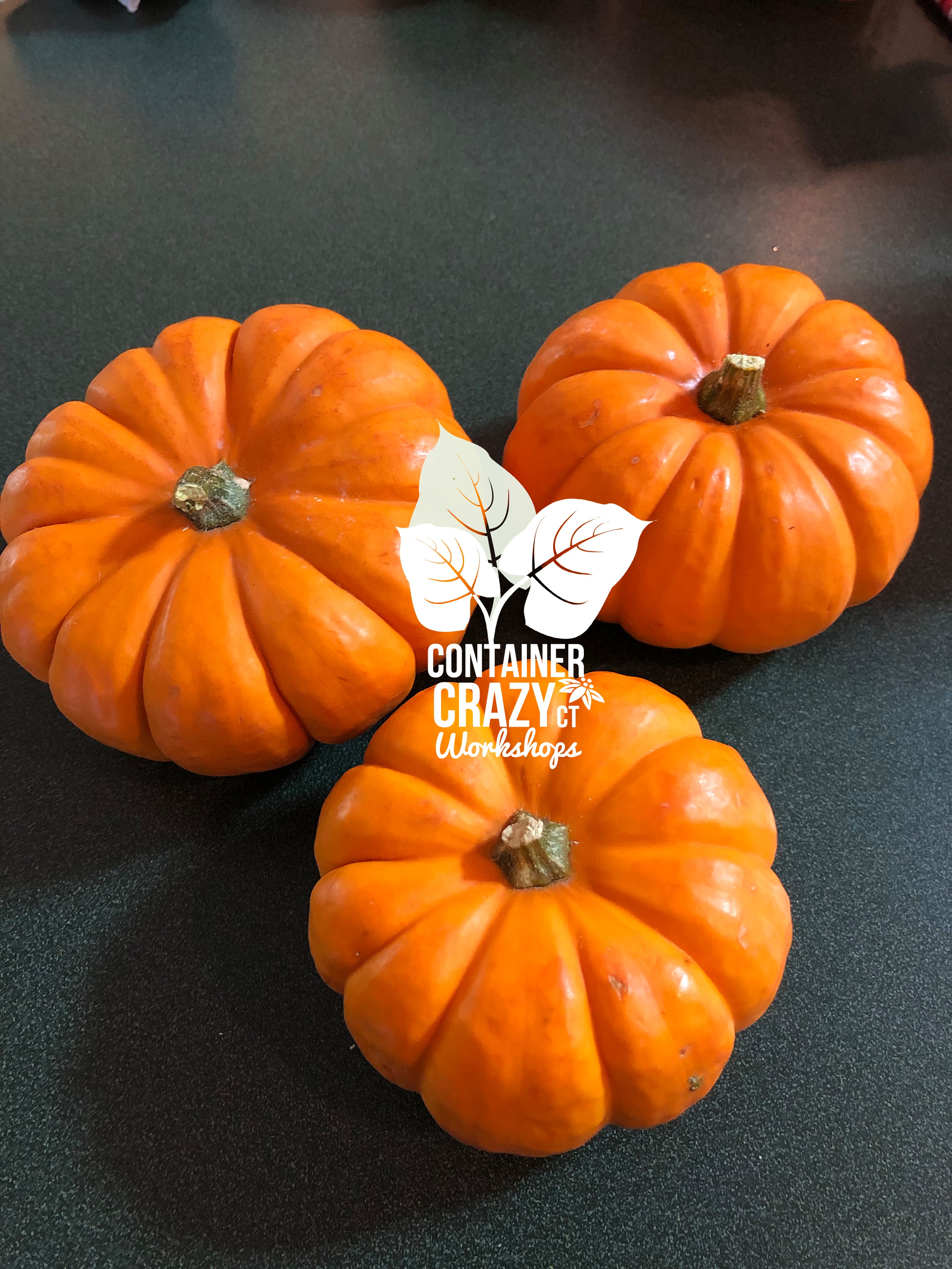 Succ Pumpkins 2019 by C Testa Copywrite_0001