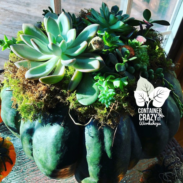 Summer 2019 by C Testa Copywrite_0014.jpg