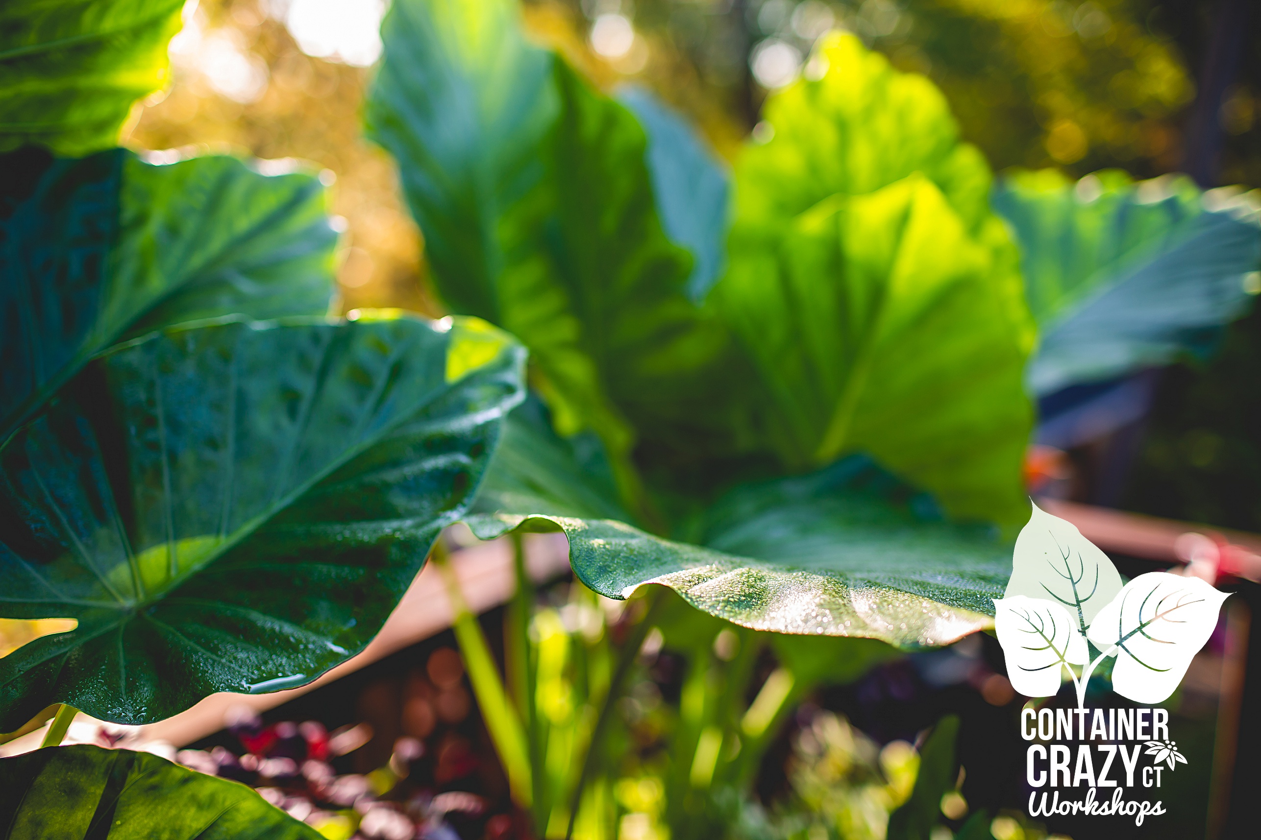 Fall 2019 by C Testa Copywrite_0001