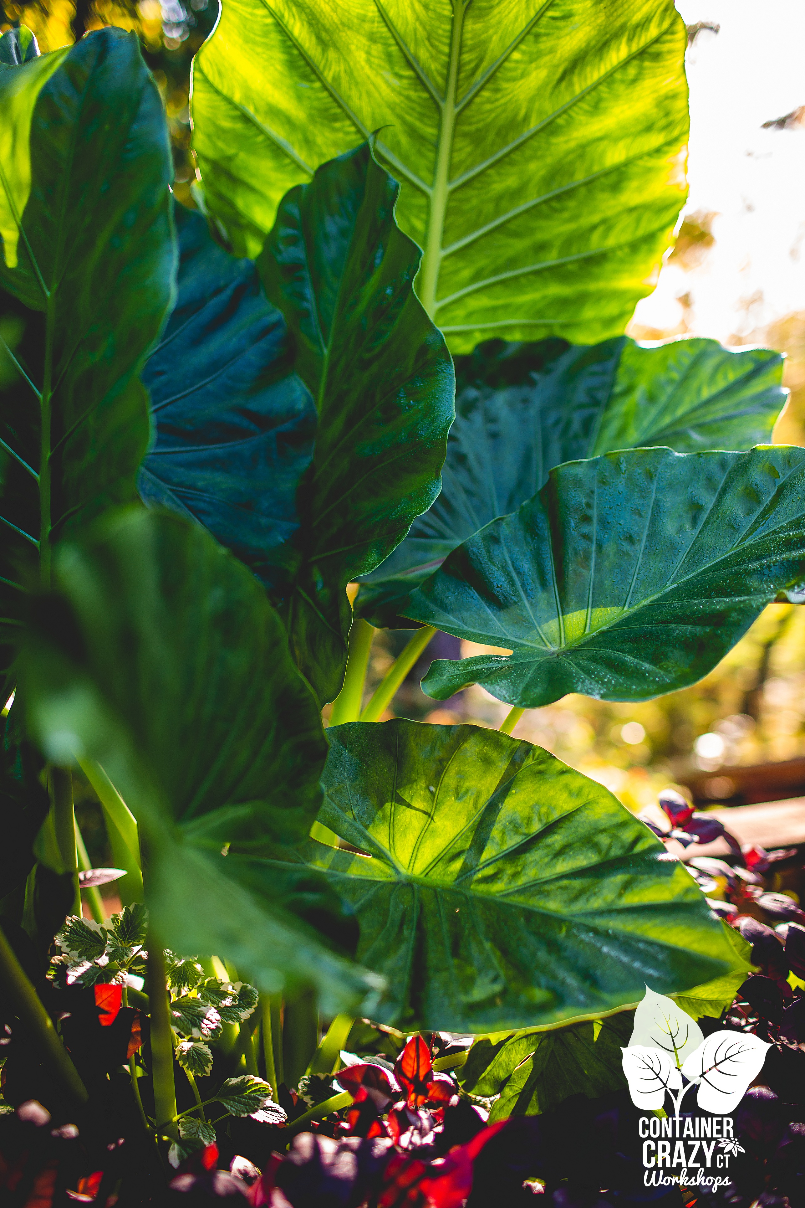 Fall 2019 by C Testa Copywrite_0002