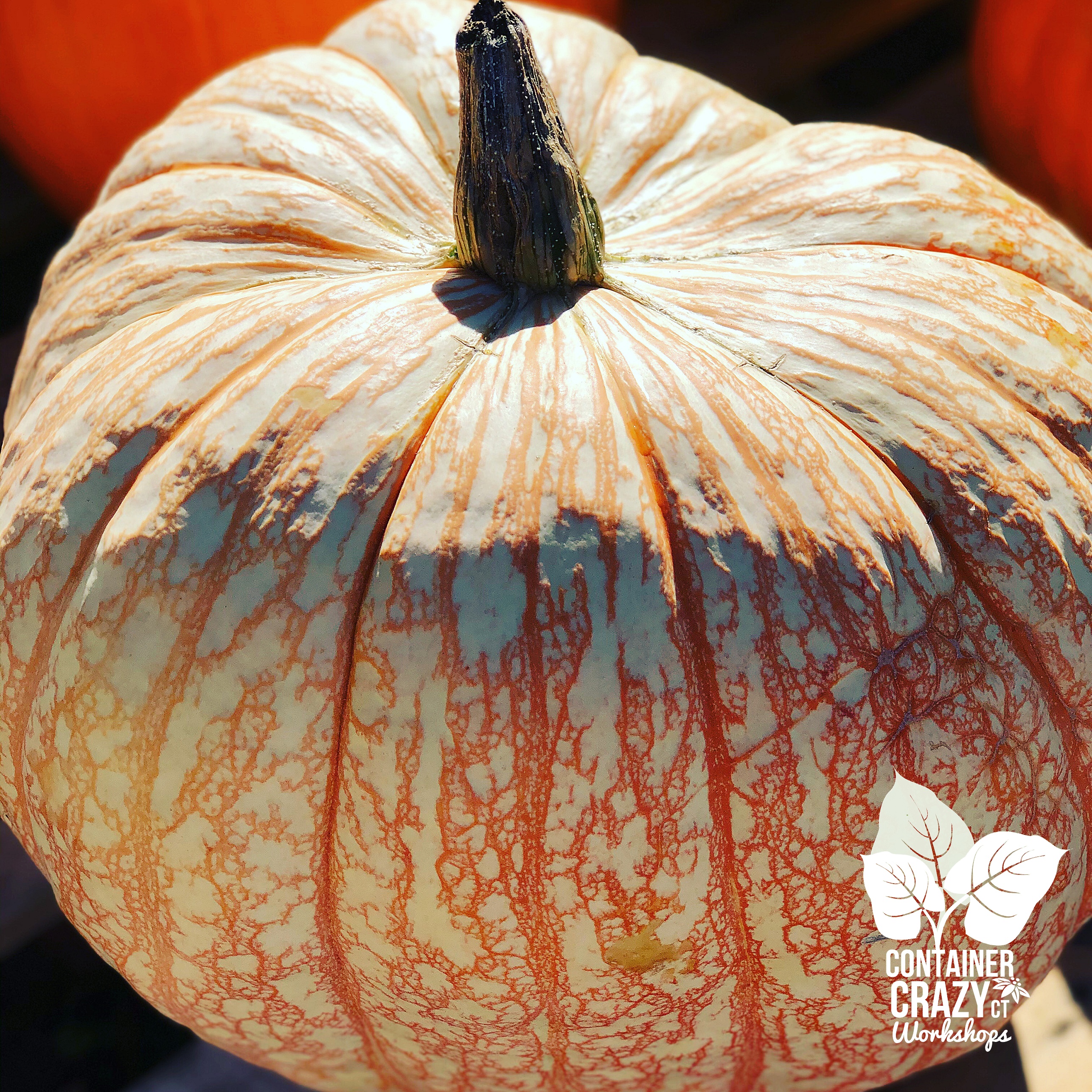 Fall Fair by C Testa Copywrite_0007