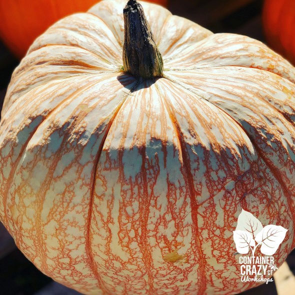 Fall Fair by C Testa Copywrite_0007