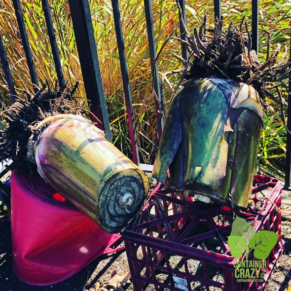 Overwintering 2019 by C Testa Copywrite_0004