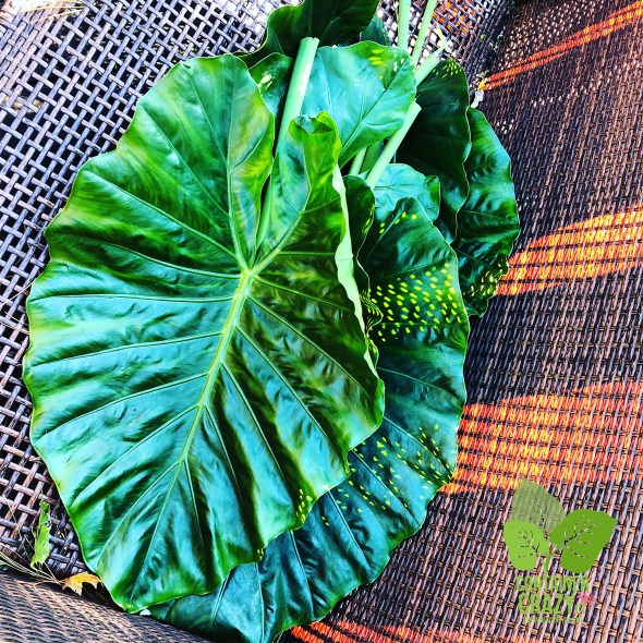 Overwintering 2019 by C Testa Copywrite_0005