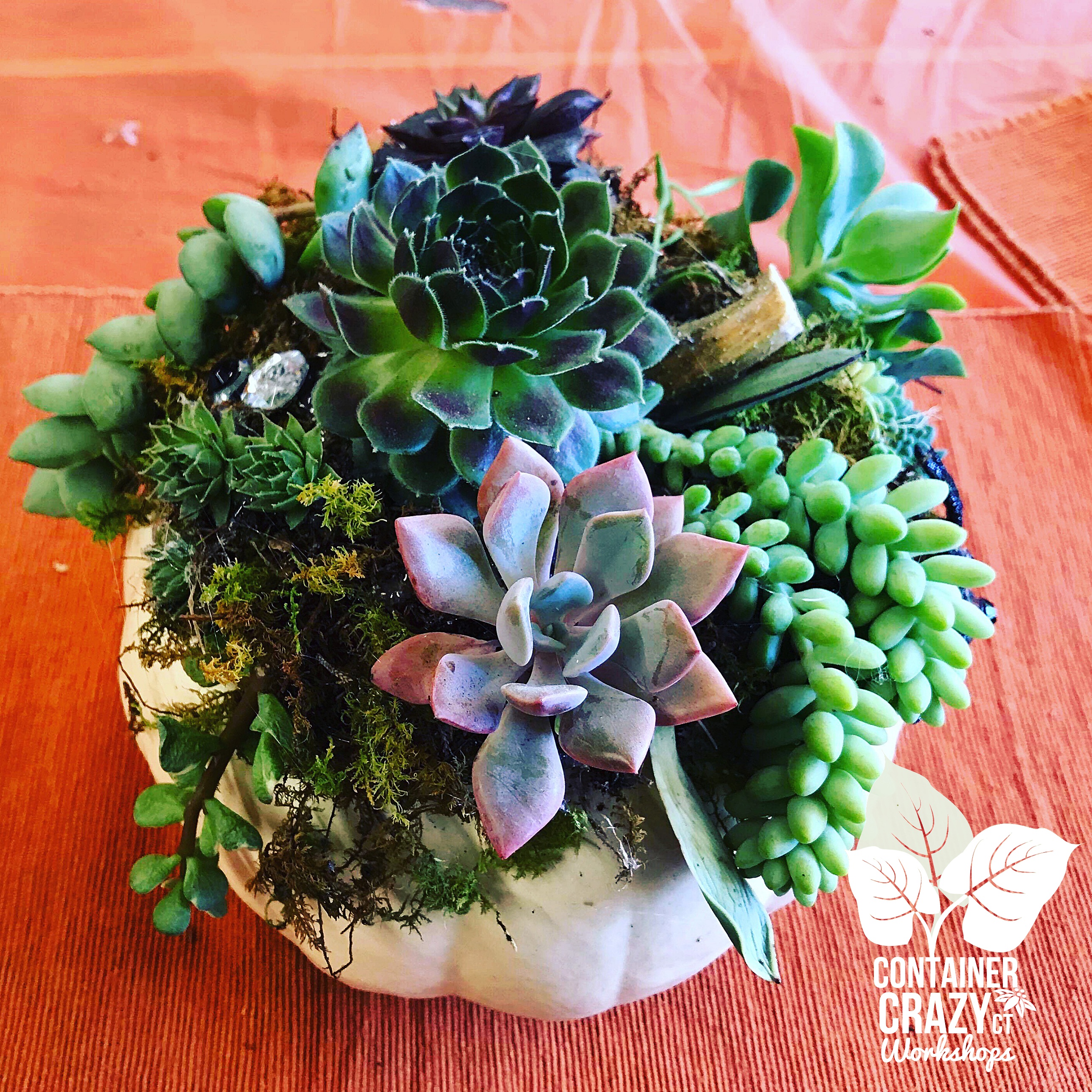 Succ Pumpkin Workshops by C Testa Copywrite_0006