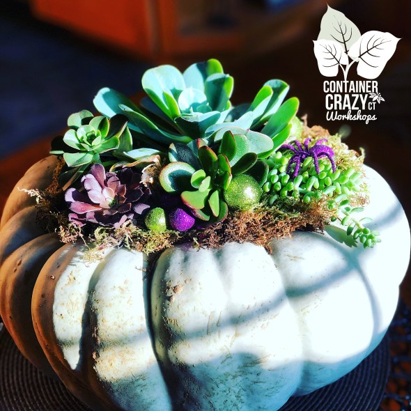 Succ Pumpkin Workshops by C Testa Copywrite_0007