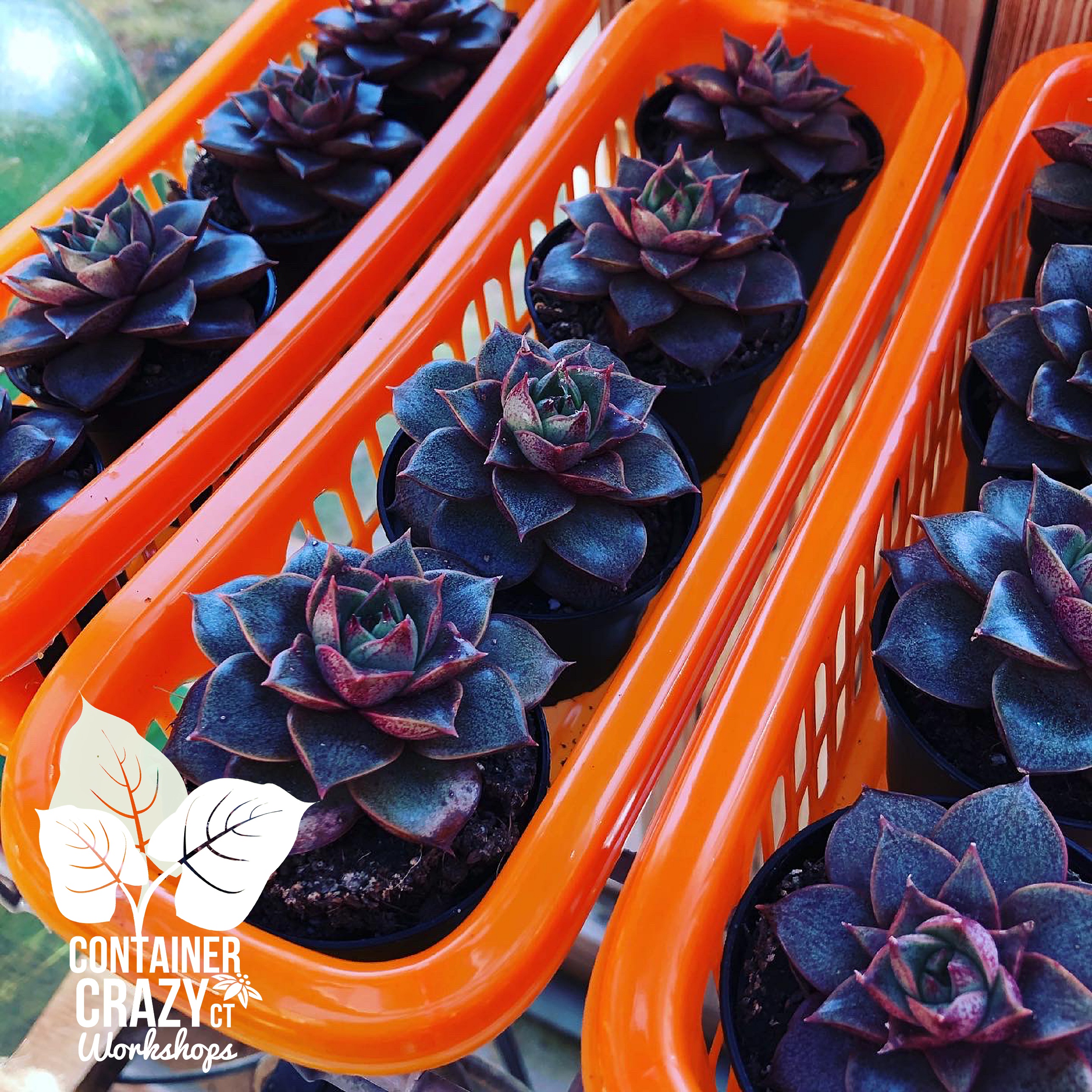 Succus 2020 by C Testa Copywrite_0001