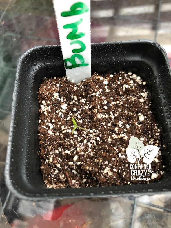 Bright Spots C Testa Copywrite_0001