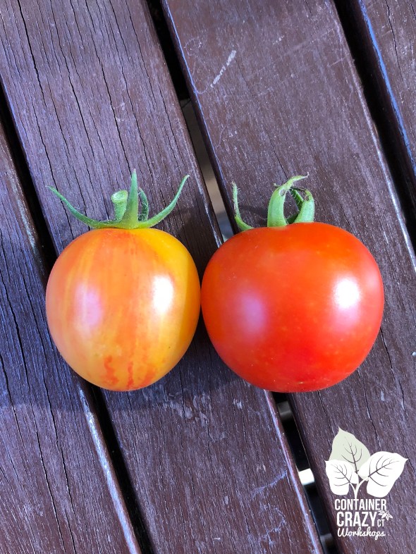 Bright Spots C Testa Copywrite_0004