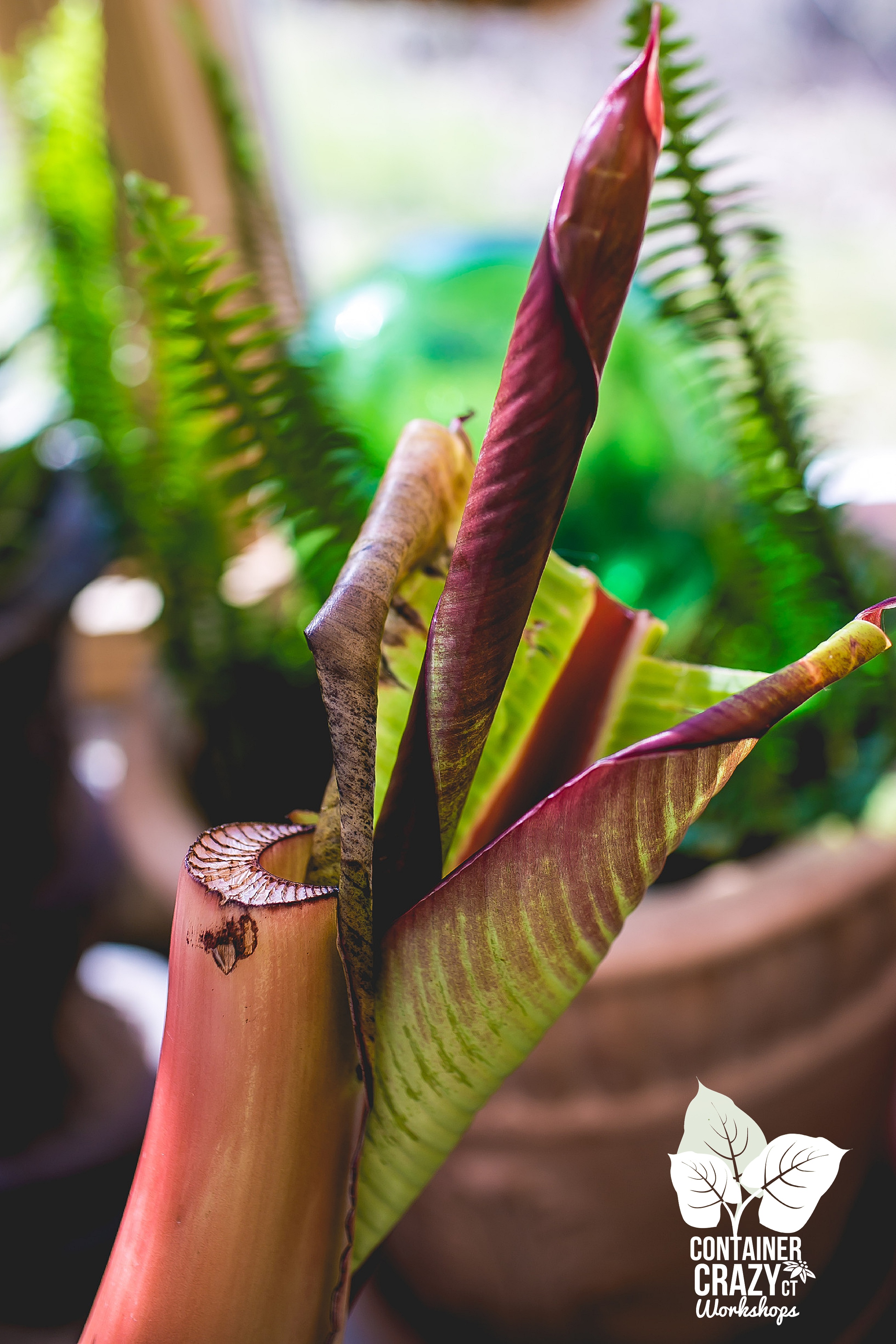 Covid Times C Testa Copywrite_0004