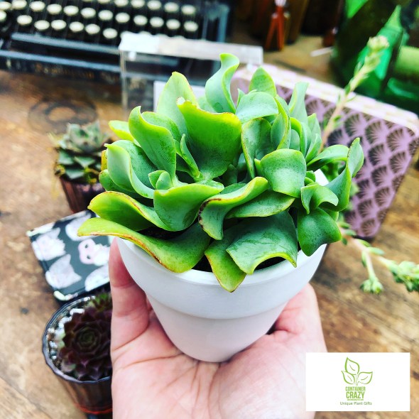 Purse and Plants C Testa Copywrite_0018