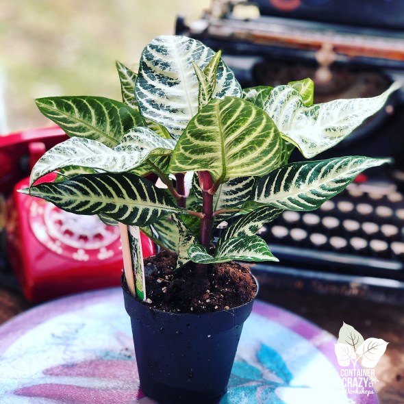 Purse and Plants C Testa Copywrite_0024