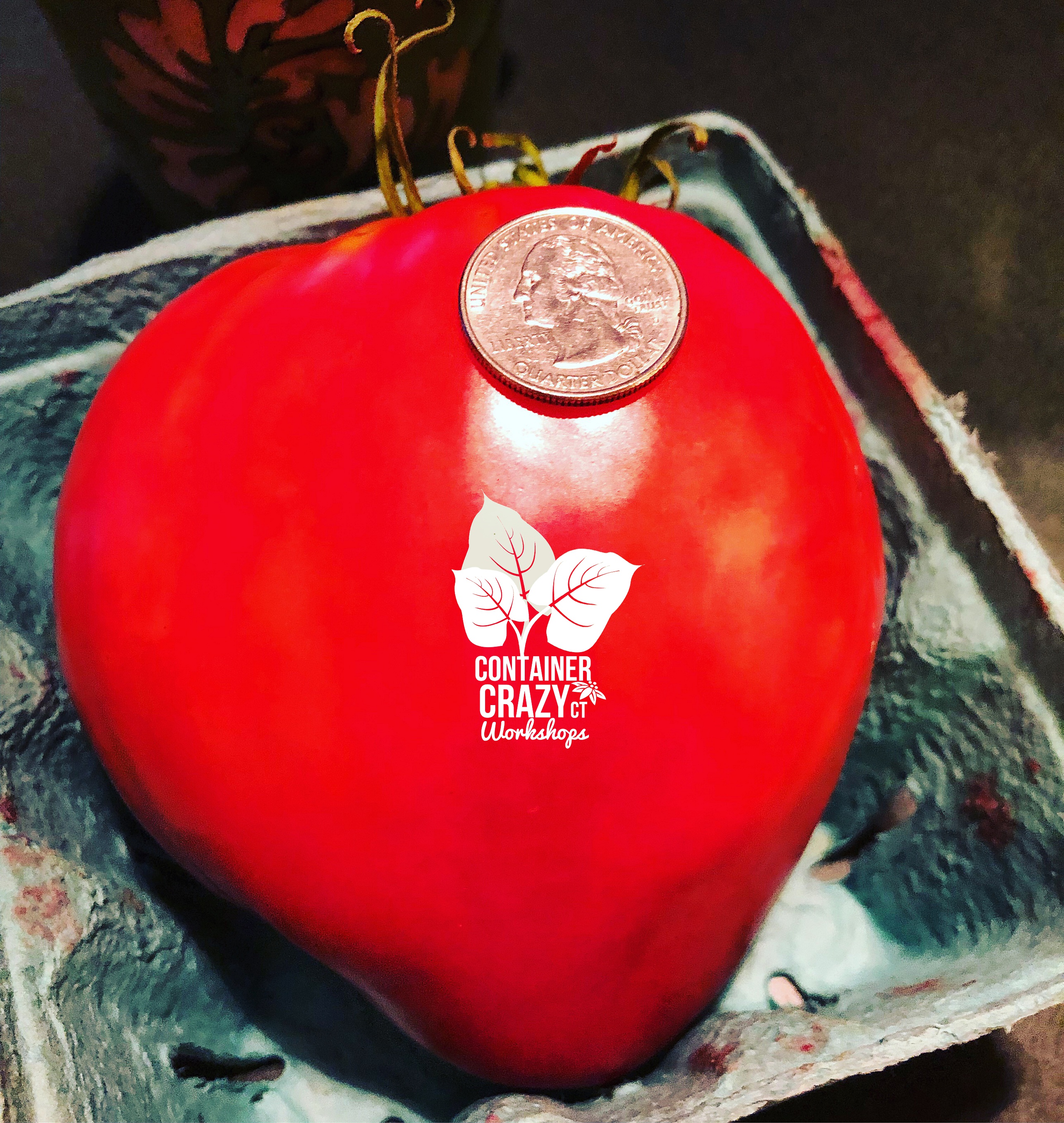 Seed Starting Sessions C Testa Copywrite_0004