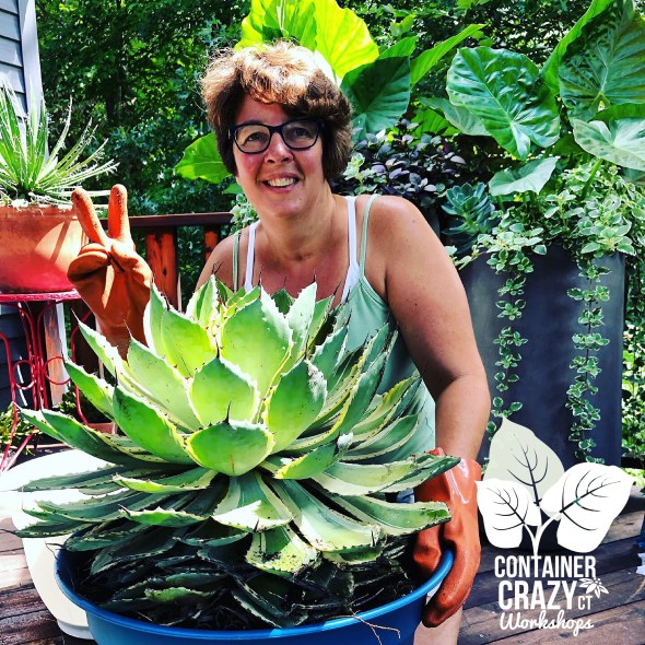 Agave 2020 by C Testa Copywrite_0001