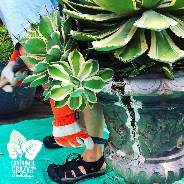 Agave 2020 C Testa Copywrite_0004