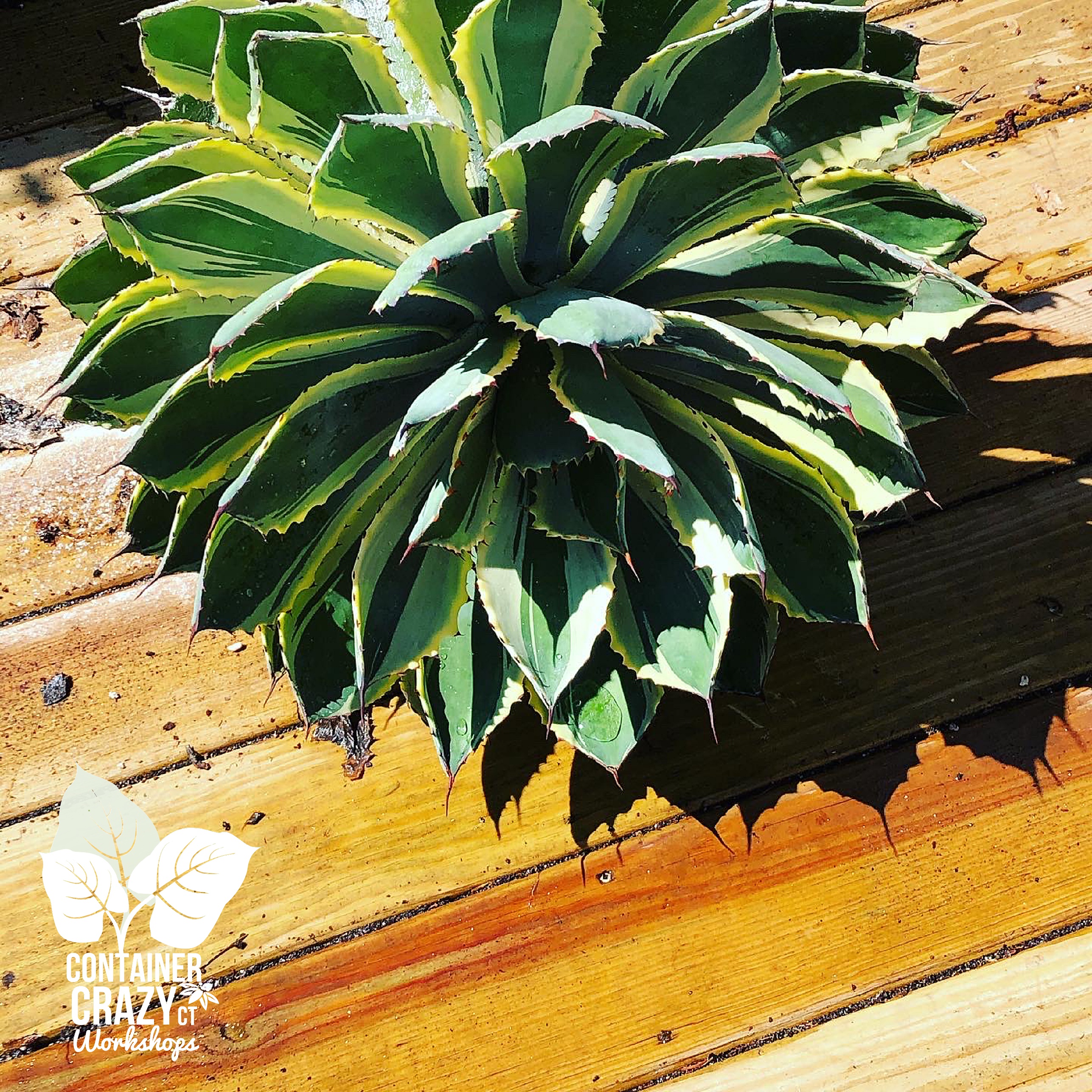 Agave 2020 C Testa Copywrite_0005