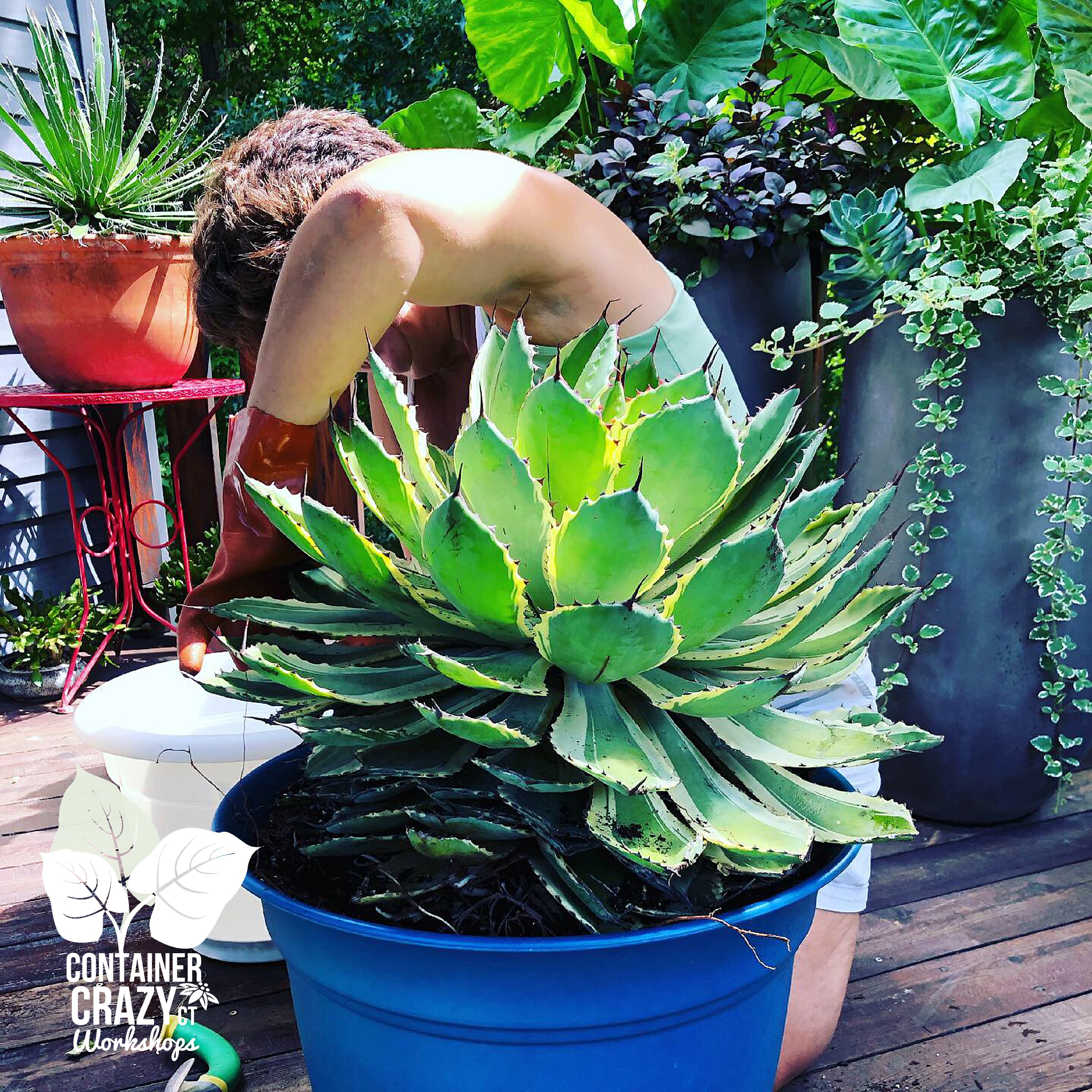 Agave 2020 C Testa Copywrite_0006