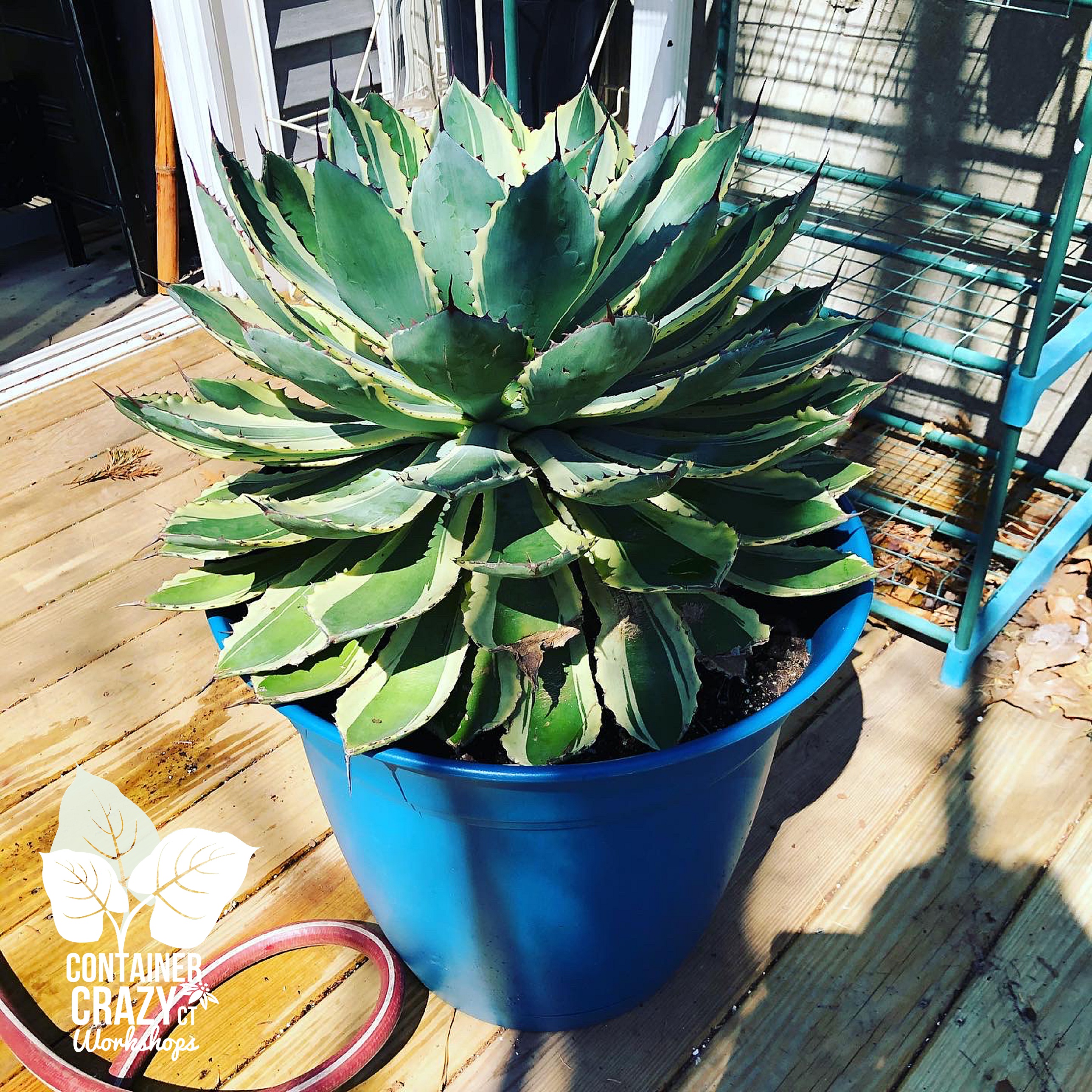 Agave 2020 C Testa Copywrite_0008