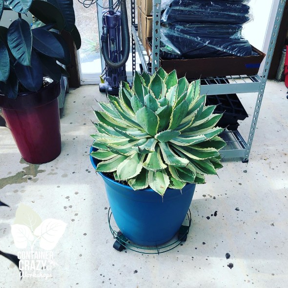 Agave 2020 C Testa Copywrite_0009