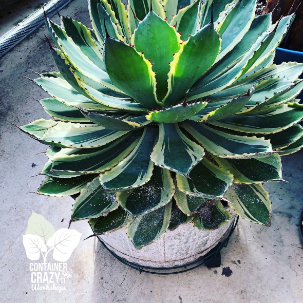 Agave 2020 C Testa Copywrite_0012