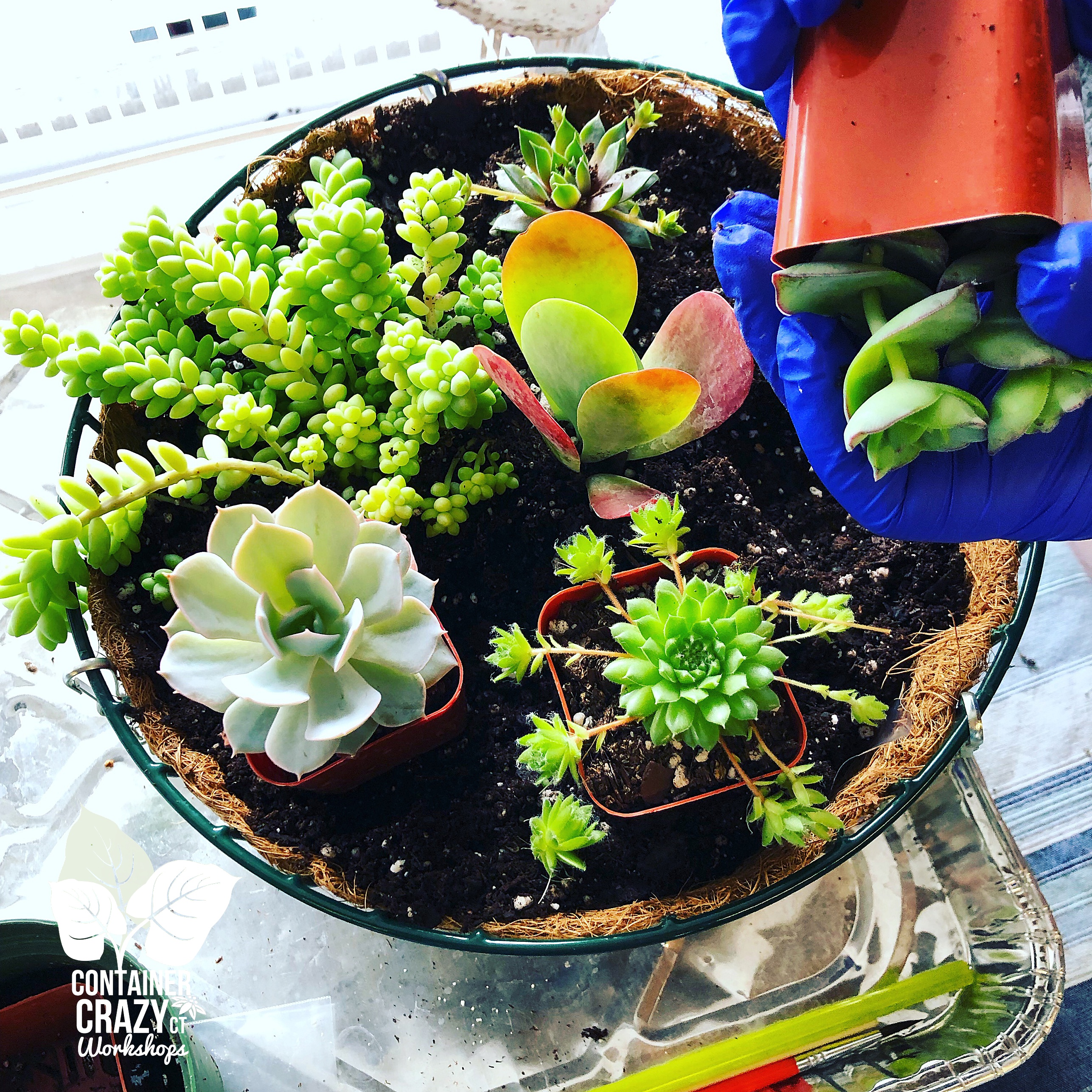 Hanging Baskets Workshops C Testa Copywrite_0004