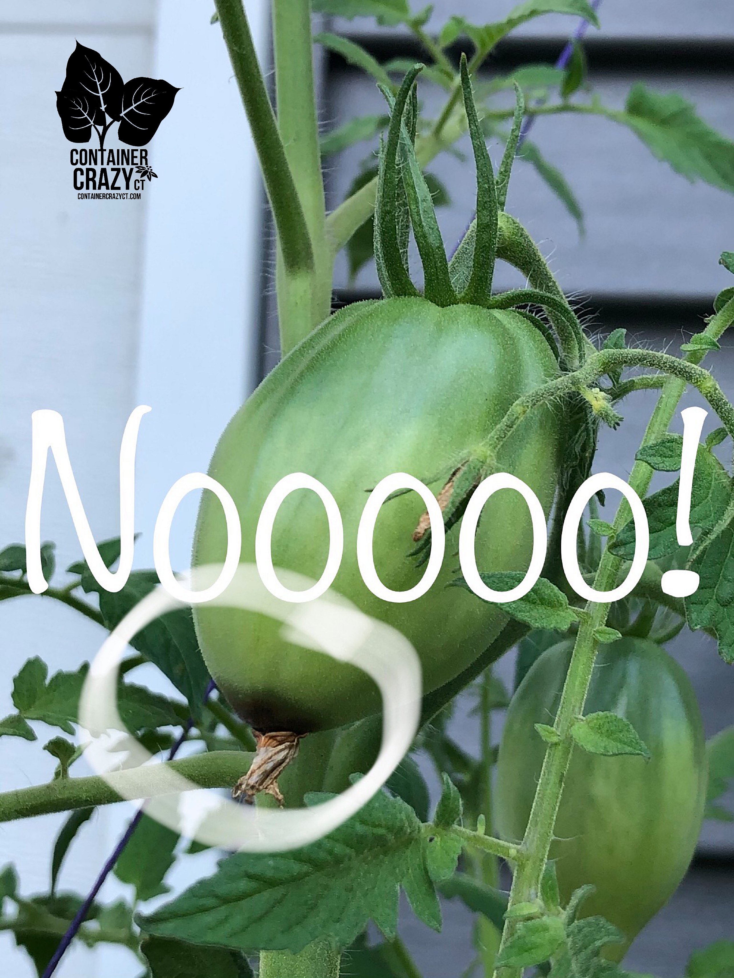 Blossom end rot by C Testa Copywrite_0003