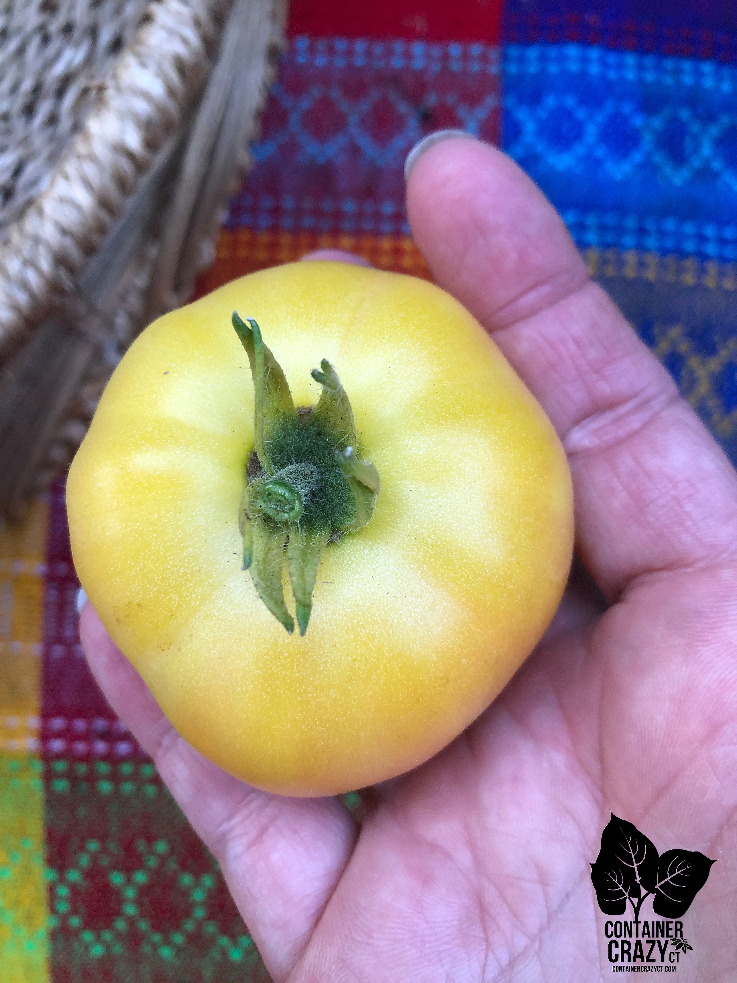 dwf tomatoes by C Testa Copywrite_0001