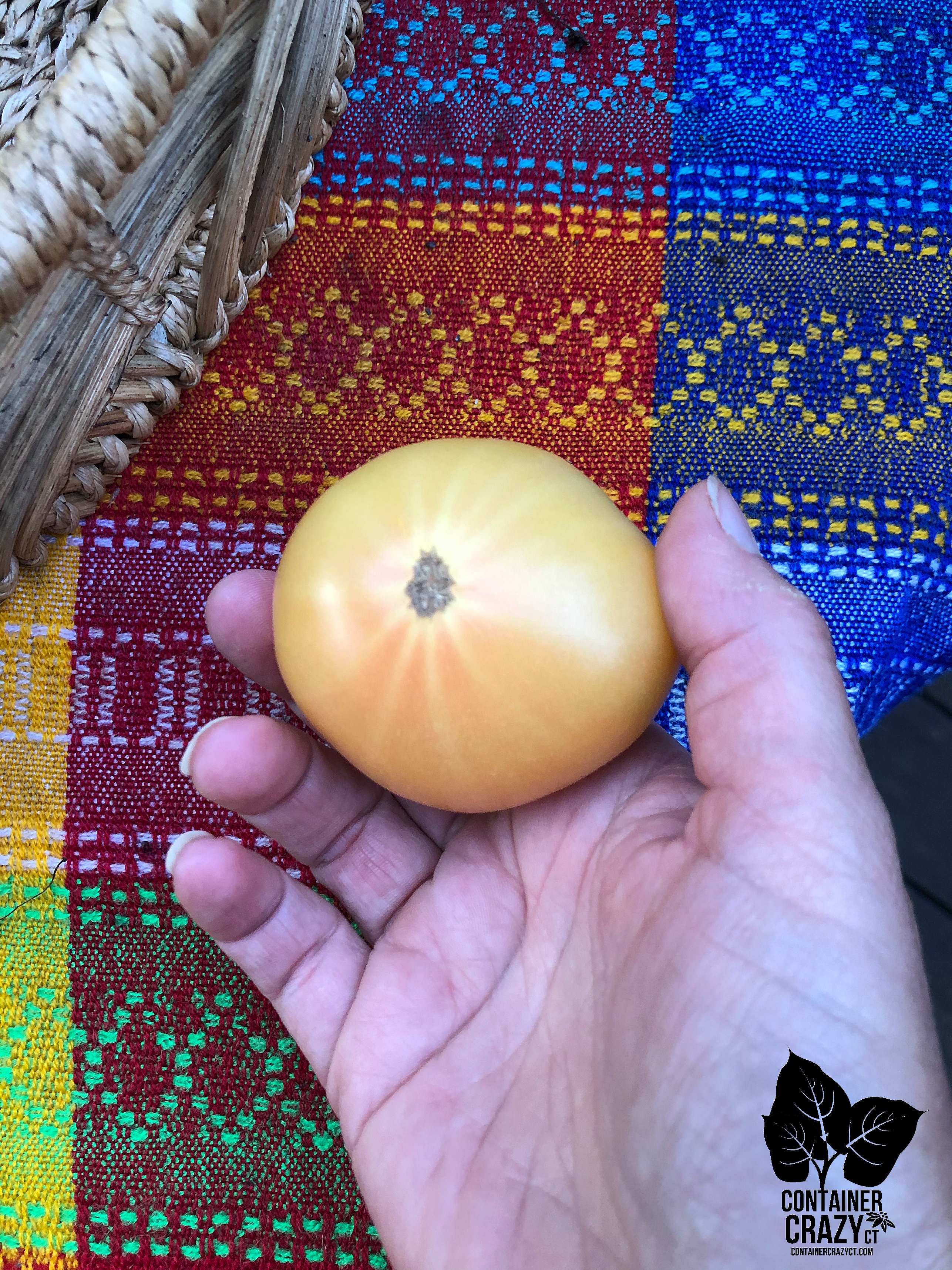 dwf tomatoes by C Testa Copywrite_0002