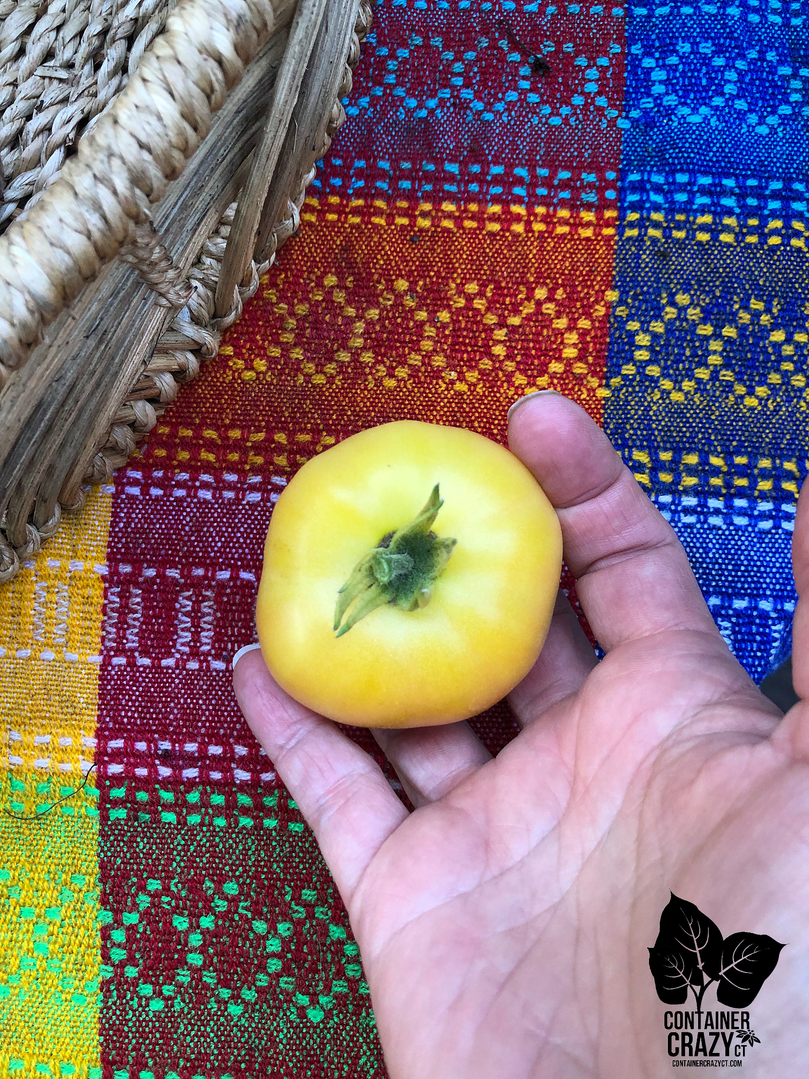 dwf tomatoes by C Testa Copywrite_0003