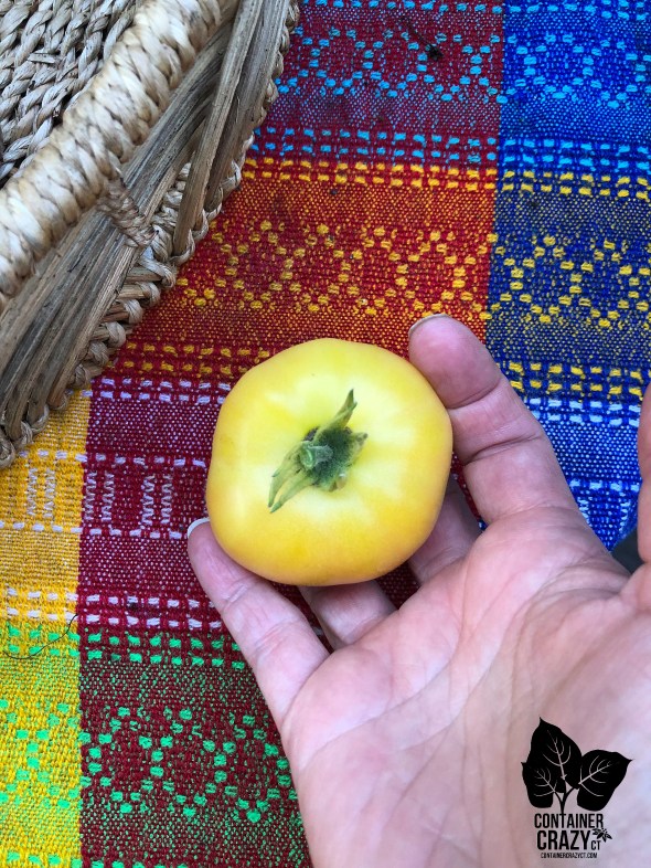 dwf tomatoes by C Testa Copywrite_0003