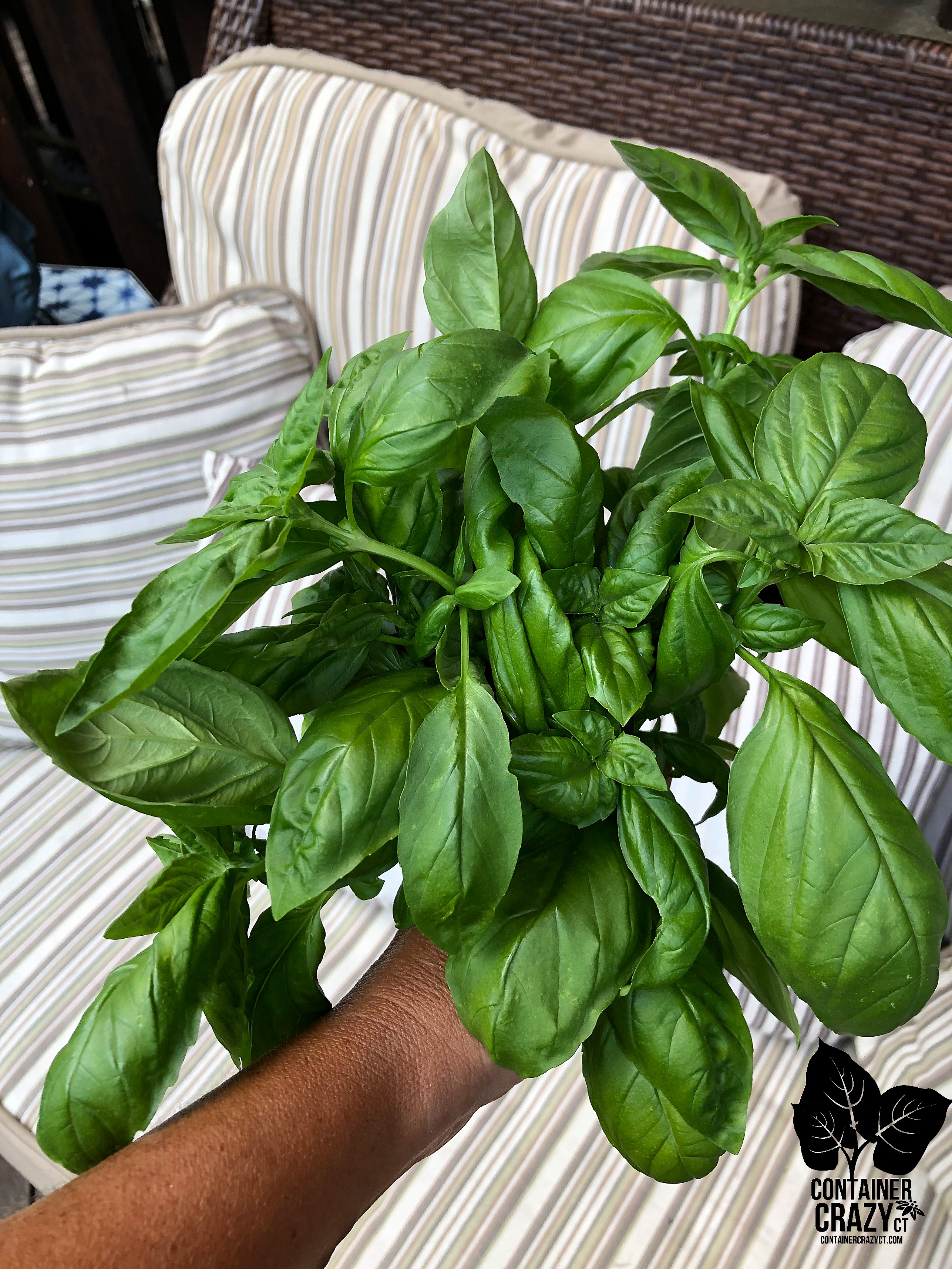 dwf tomatoes by C Testa Copywrite_0004