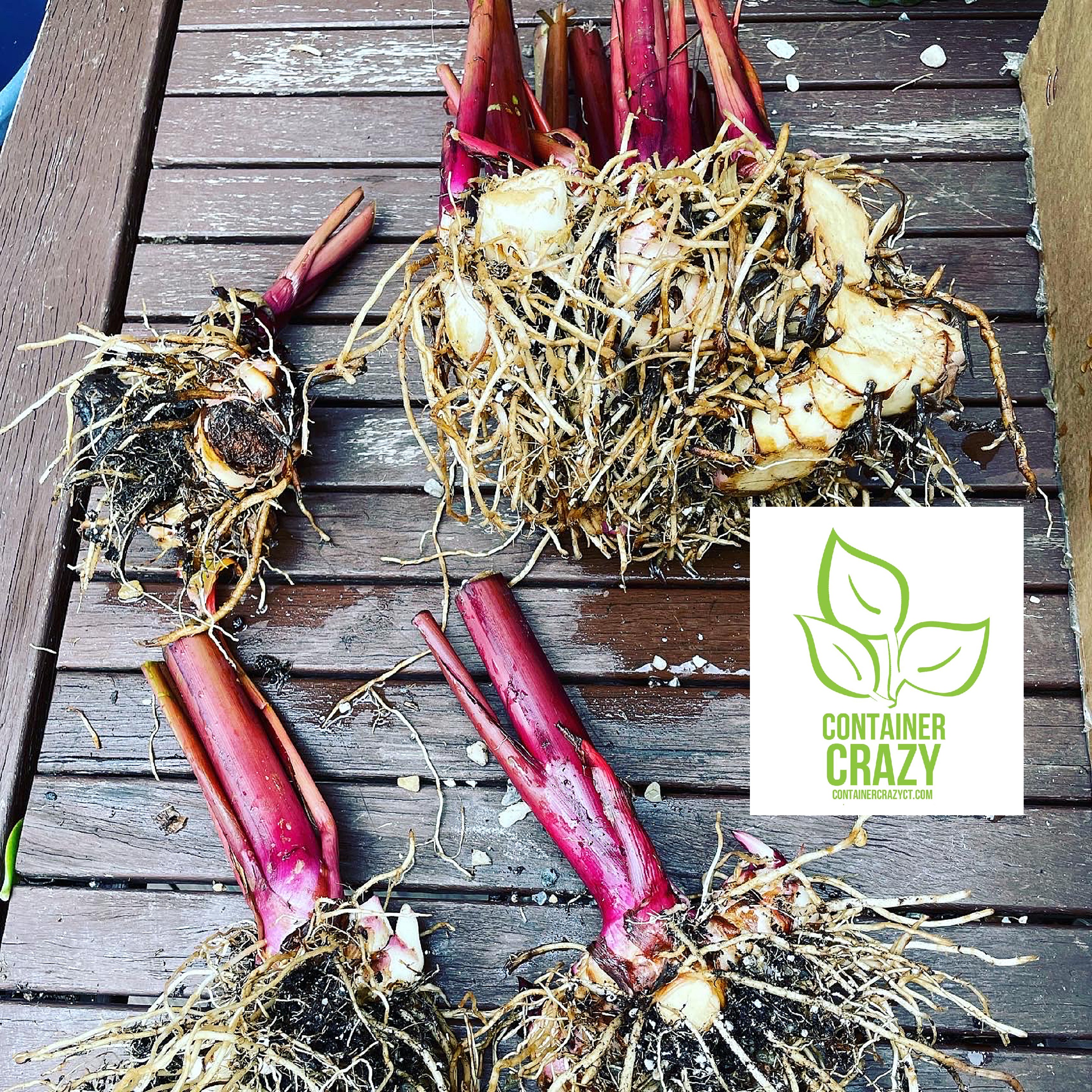 a-canna-overwintering-plants-
