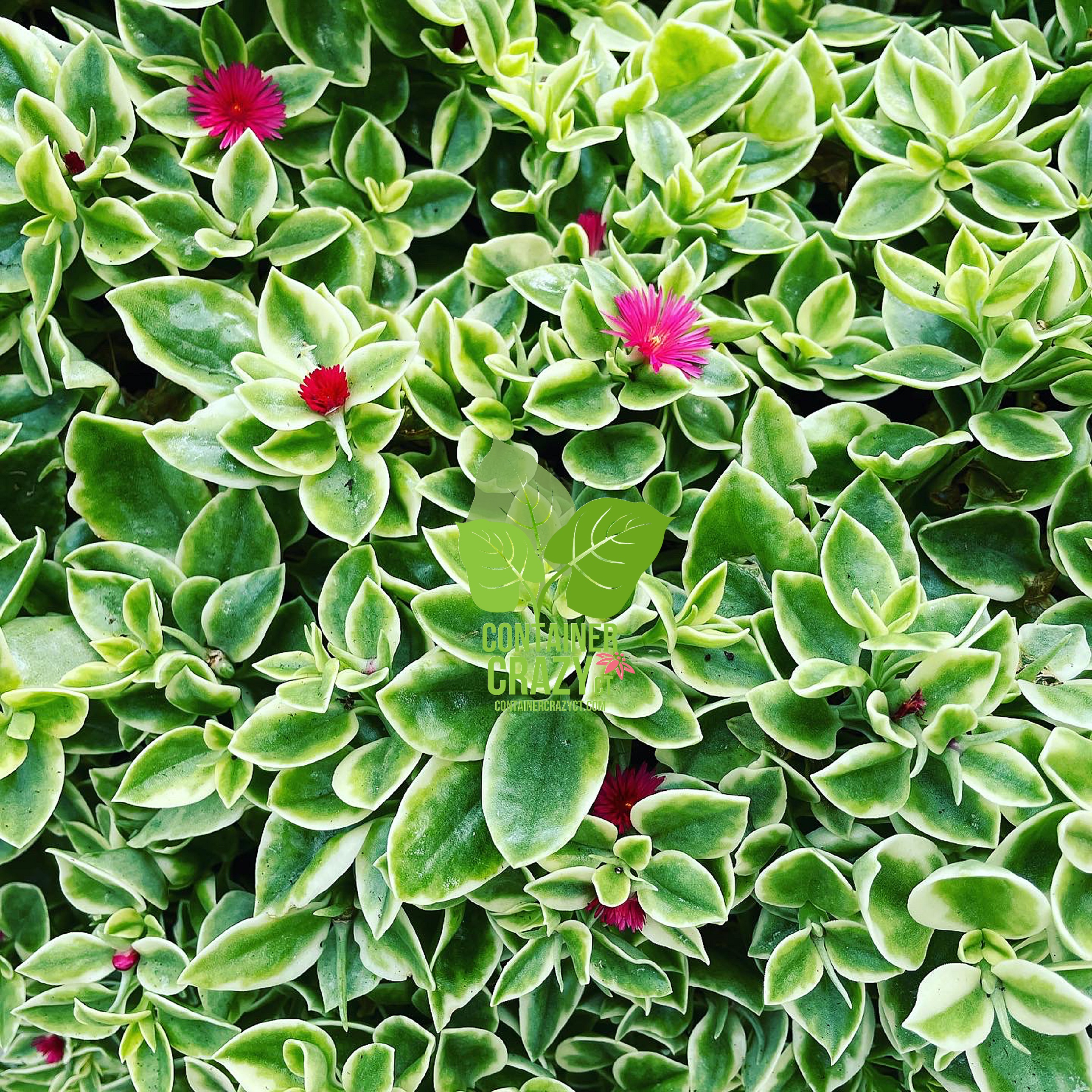 Trailing Red Small Daisy Flowers that can Take it Rough