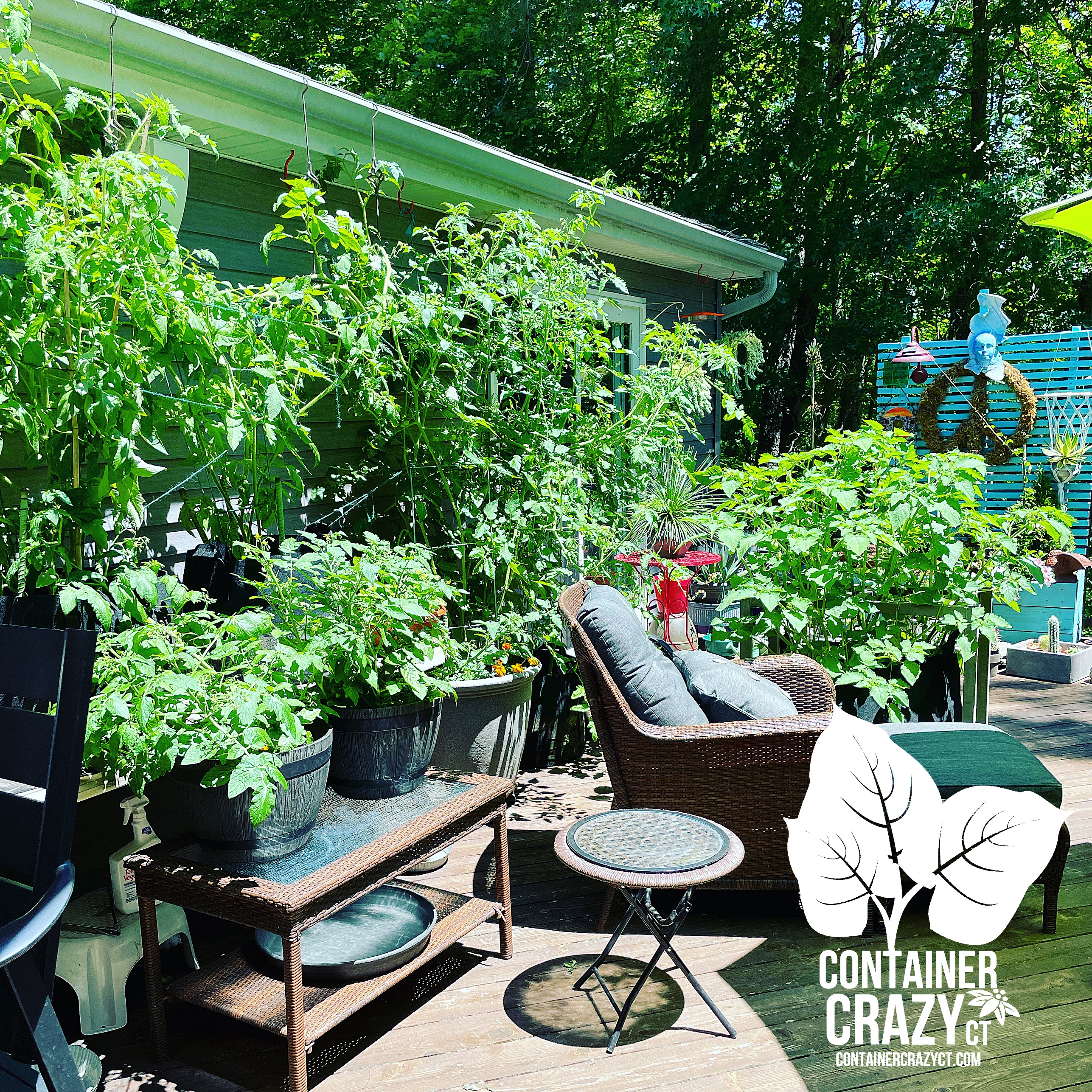 Green Zebra Tomato – Toss them with Cilantro for an Amazing Treat