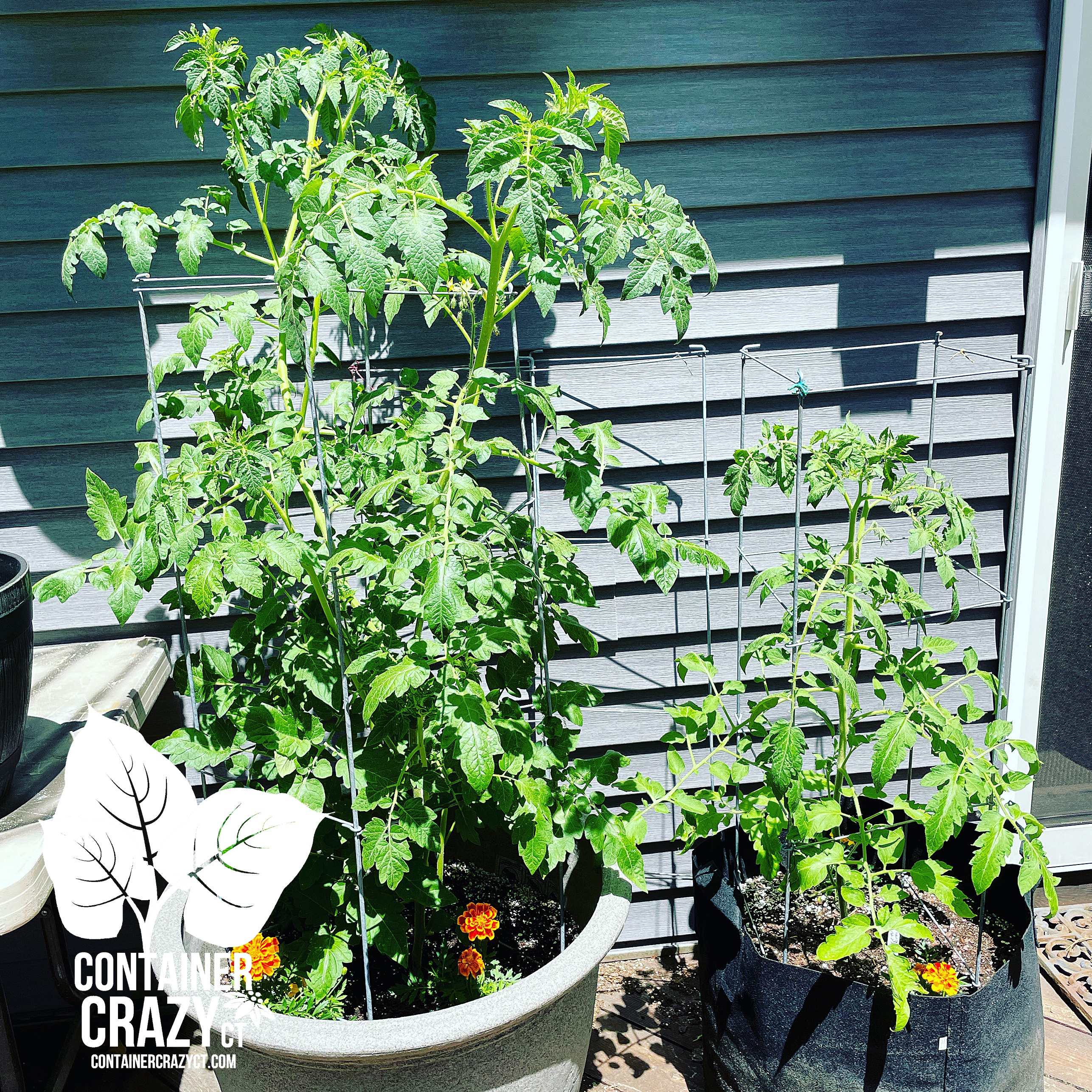 Green Zebra Tomato – Toss them with Cilantro for an Amazing Treat