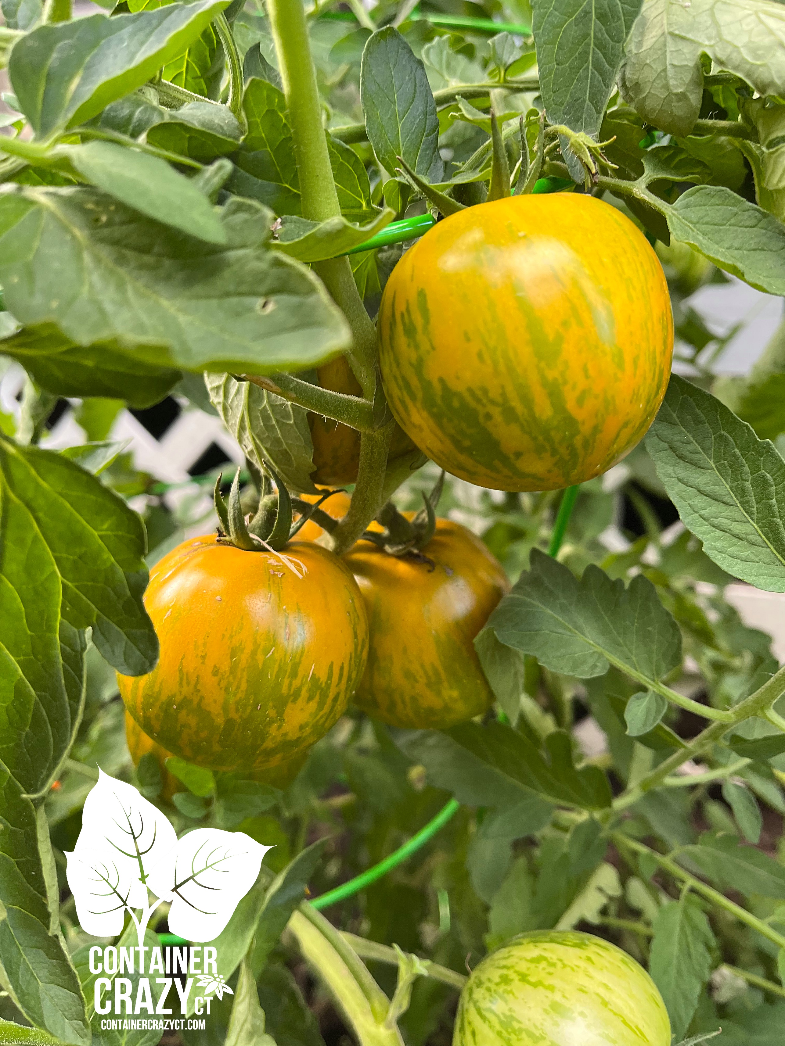 Green Zebra Tomato – Toss them with Cilantro for an Amazing Treat