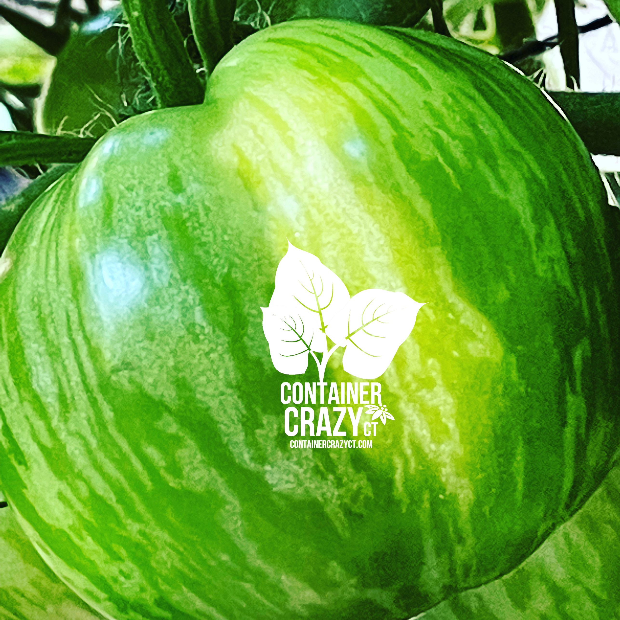 Green Zebra Tomato – Toss them with Cilantro for an Amazing Treat