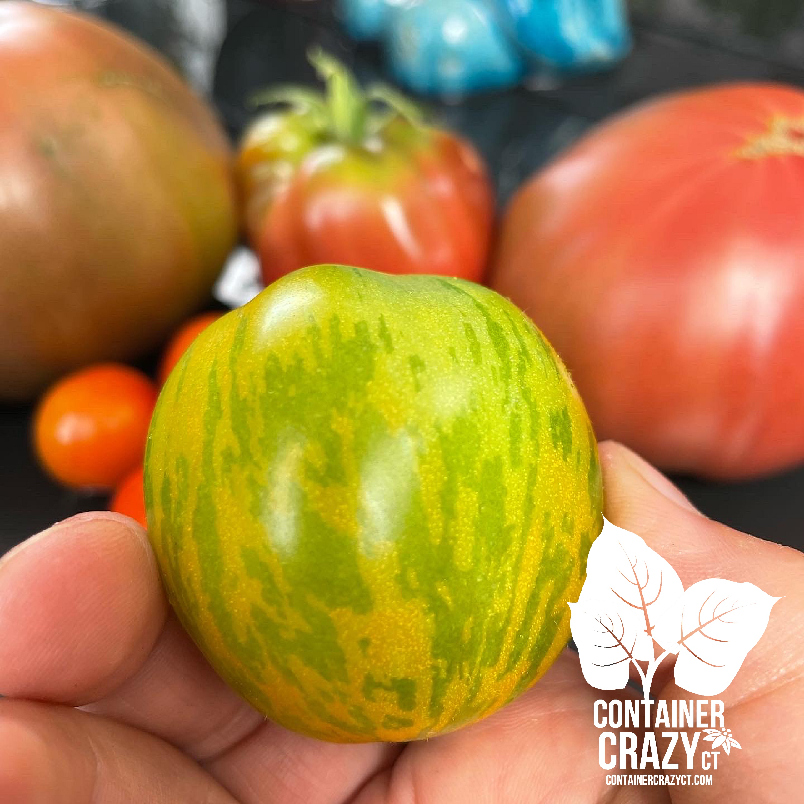 Green Zebra Tomato – Toss them with Cilantro for an Amazing Treat