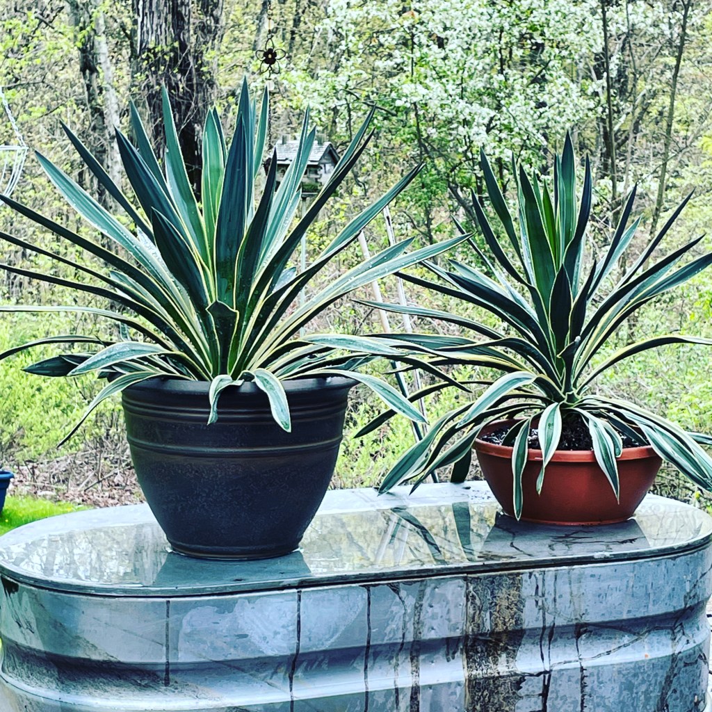 Is it okay to buy annuals now and plant them now? Great question, See people's responses and my comments on that subject! Enjoy!