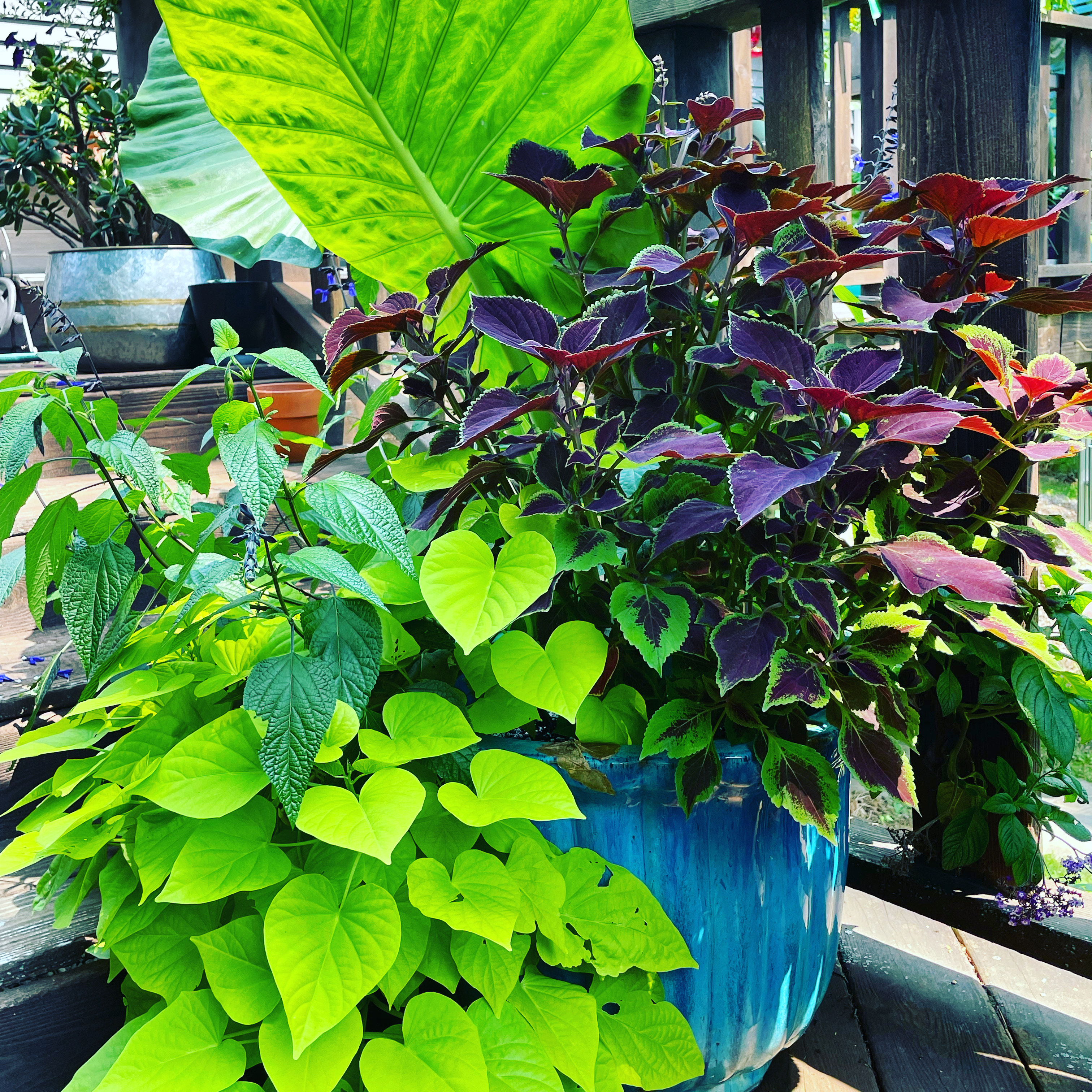 Blue Pot Combo and It Attracts Hummingbirds! | Container Crazy CT